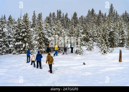 Les visiteurs peuvent faire des raquettes dans la forêt en hiver. Yellowstone National Park, Wyoming, États-Unis. Banque D'Images