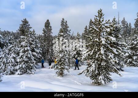 Les visiteurs peuvent faire des raquettes dans la forêt en hiver. Yellowstone National Park, Wyoming, États-Unis. Banque D'Images