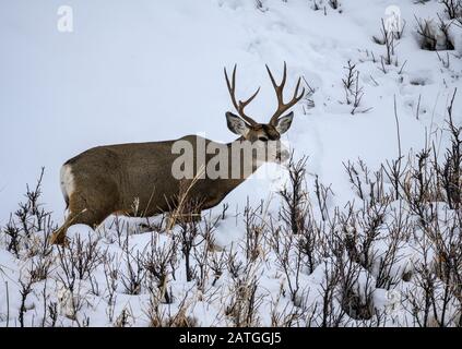 Un cerf mule (Odocoileus hemionus) buck pacage dans la neige. Yellowstone National Park, Wyoming, États-Unis. Banque D'Images