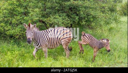 Un zèbre féminin et son ennemi espiègle isolé dans le Parc National Kruger en Afrique du Sud image en format horizontal Banque D'Images