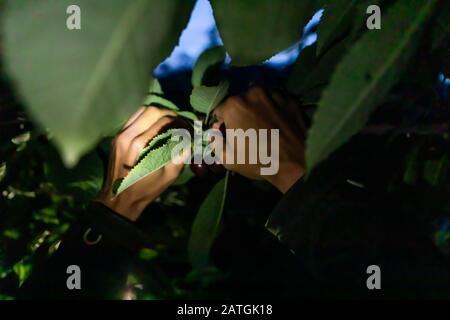 Une personne non reconnaissable choisit des cerises noires sucrées. Les mains de l'agriculteur cueillant les cerises de lapins brutes la nuit. Vue rapprochée Banque D'Images