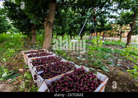 Boîtes pleines de cerises douces noires fraîchement cueillies. Cerises de Lapins cueillies pour plus d'élaboration. Récolte dans le verger de cerisier Banque D'Images