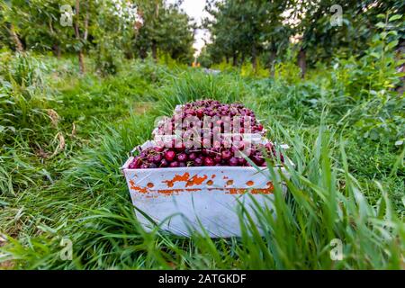 Boîtes de cerises de lapins fraîchement cueillies. Verger de cerisier industriel. Seaux de cerises noires douces et douces froncées Banque D'Images