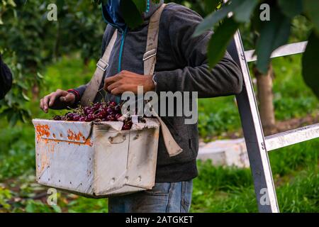 Le travailleur agricole saisonnier a pendu un panier complet de cerises de lapins noirs doux sur son cou. Récolte de cerises dans le verger biologique Banque D'Images