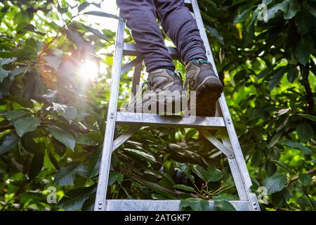 Vue à faible angle du sélectionneur professionnel debout sur l'échelle. Pieds de travailleurs migrants saisonniers cueillant des cerises de lapins dans l'arbre Banque D'Images