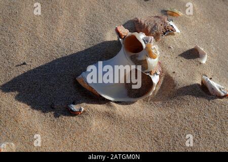 Des coquillages brisés et abîmé exposés par le vent sur les dunes de la Sardaigne Bay Beach près de Port Elizabeth, le Cap oriental, Afrique du Sud Banque D'Images