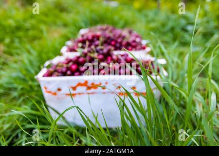 Vue rapprochée de l'herbe verte et des boîtes pleines de cerises fraîchement cueillies sur l'arrière-plan. Récolte dans le verger de cerisier. Mise au point sélective Banque D'Images