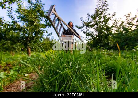 Un travailleur agricole professionnel transportant une échelle de cueillette de fruits de jardinage. Vue avant d'une personne avec une échelle en aluminium dans le verger de cerisier Banque D'Images