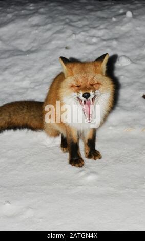 Renard rouge Ezo dans la neige à Hokkaido, Japon. Banque D'Images