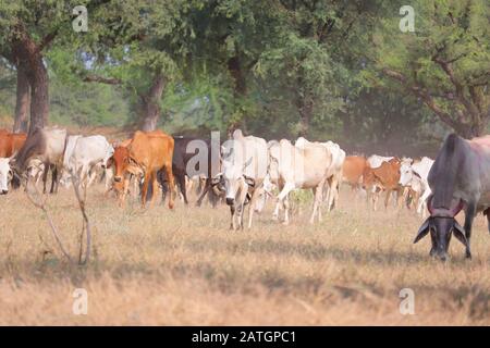 différentes vaches de couleur dans le groupe , animaux de plein air Banque D'Images