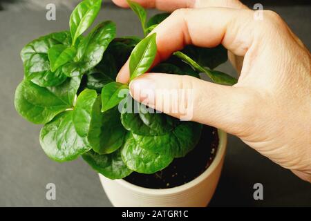 Concept de protection, de soins et d'attention. Feuilles vertes de la jeune plante de Coffea arabica entre deux doigts d'une femme mûre qui a délicatement choisi deux feuilles Banque D'Images