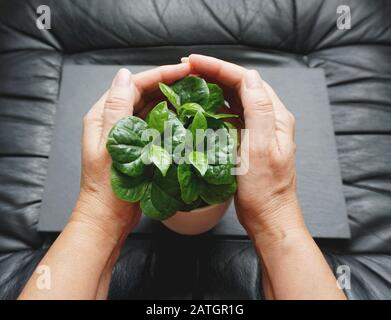 Coffea arabica ou café arabica jeune plante verte avec des feuilles douces vertes dans un pot à fleurs embrassé par une femme plus âgée mains sur un fond noir. Protec Banque D'Images