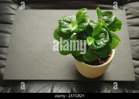 Succès et réalisation dans l'idée de jardinage à la maison. Fond végétal avec jeunes semis verts délicats de café Arabica ou de plante Coffea arabica en blanc Banque D'Images