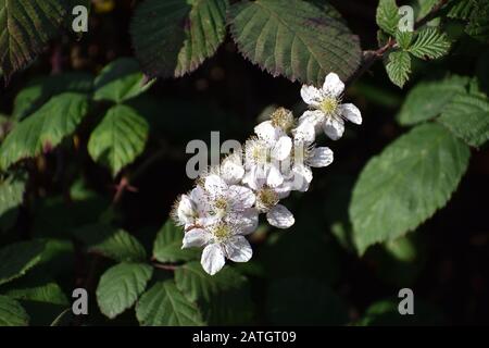 Les fleurs blanches d'une plante sauvage de blackberry Himalaya (Rubus armeniacus) en fleur le long des rives de Slough Struve à Watsonville, Californie. Banque D'Images