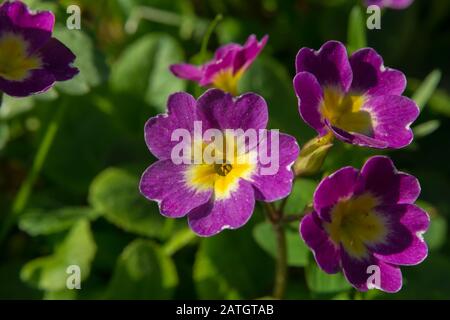 Belles petites fleurs perwinkle fleuries au printemps dans le jardin Banque D'Images