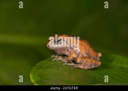 Raorchistes griet, endémique aux Ghats occidentaux au sud du Palghat Gap au Kerala et au Tamil Nadu, Munnar, Kerala, Inde Banque D'Images