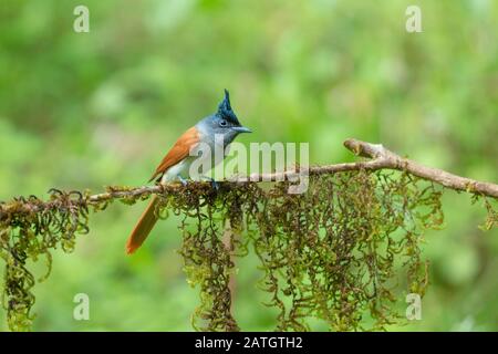 Asian Paradise Flycatcher, Terpsiphone Paradisi, Femme, Dandeli, Inde Banque D'Images