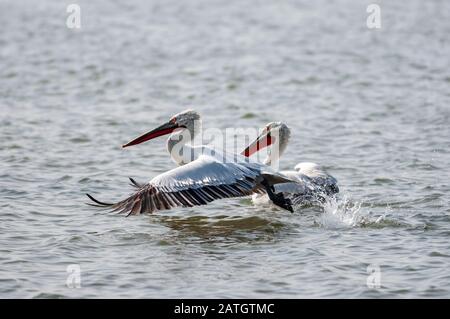 Dalmation Pelican, Pelecanus Crispus, Jamnagar, Inde Banque D'Images