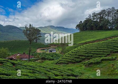 Plantations De Thé Tata, Munnar, Kerala, Inde Banque D'Images