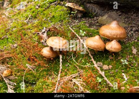 Inocybe cf. Lacera. Champignons Fibrecap déchirés, qui poussent dans la mousse, sous des feuillus et des conifères mixtes, le long de la rivière Bull, dans le comté de Sanders, Montana. Banque D'Images