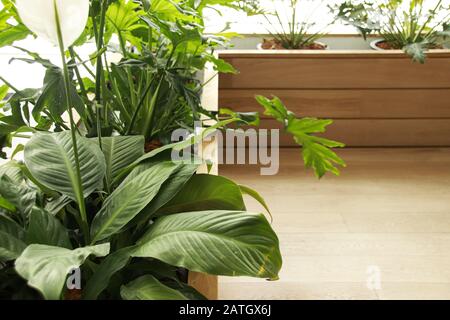 Les usines de Philodendron qui sont un choix populaire pour la décoration de la maison pour le printemps ou pour créer un espace de maison neutre et relaxant Banque D'Images