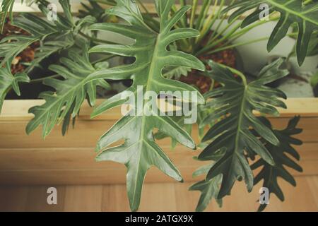 Les usines de Philodendron qui sont un choix populaire pour la décoration de la maison pour le printemps ou pour créer un espace de maison neutre et relaxant Banque D'Images