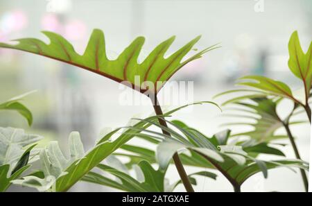 Les usines de Philodendron qui sont un choix populaire pour la décoration de la maison pour le printemps ou pour créer un espace de maison neutre et relaxant Banque D'Images