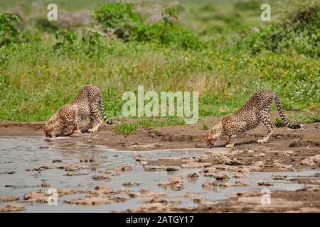 Deux jeunes cheetahs au trou d'eau, Acinonyx jubatus, dans le Parc National du Serengeti, site du patrimoine mondial de l'UNESCO, Tanzanie, Afrique Banque D'Images