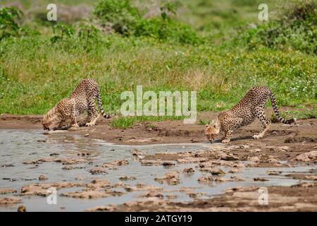 Deux jeunes cheetahs au trou d'eau, Acinonyx jubatus, dans le Parc National du Serengeti, site du patrimoine mondial de l'UNESCO, Tanzanie, Afrique Banque D'Images