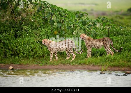 Deux jeunes cheetahs au trou d'eau, Acinonyx jubatus, dans le Parc National du Serengeti, site du patrimoine mondial de l'UNESCO, Tanzanie, Afrique Banque D'Images