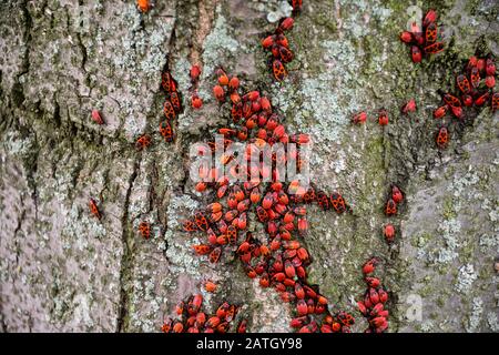 Beaucoup firebugs sur un arbre à différents stades de développement. Photo en gros coléoptères insectes Firebug. Les coléoptères avec un rouge en arrière. Beetle bugs Pyrrho Banque D'Images