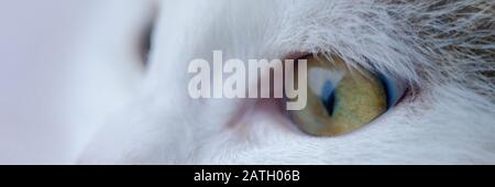 Beau visage de chaton avec yeux verts. Macro portrait d'un chat. Banque D'Images