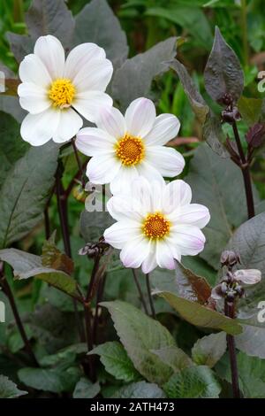 Fleurs blanches de Dahlia 'Evêque de Douvres' Banque D'Images