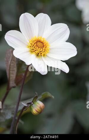 Fleurs blanches de Dahlia 'Evêque de Douvres' Banque D'Images