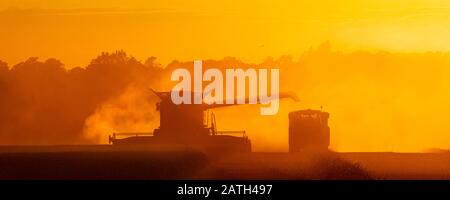 Moissonner la moissonneuse-batteuse dans un champ avec un tracteur au coucher du soleil. Beaucoup Hadham, Hertfordshire. ROYAUME-UNI Banque D'Images