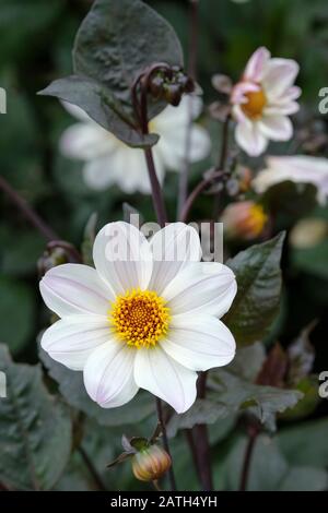 Fleurs blanches de Dahlia 'Evêque de Douvres' Banque D'Images