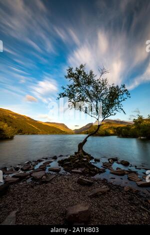 Llyn Padarn, Le Lone Tree, Snowdonia, Pays De Galles Du Nord Banque D'Images