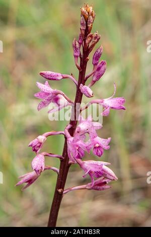 Dipodium Roseum, Orchidée En Jacinthe De Rosy Banque D'Images