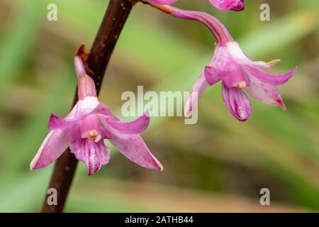 Dipodium Roseum, Orchidée En Jacinthe De Rosy Banque D'Images
