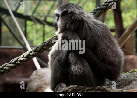 Mogo Australia, Silvery gibbon dans le profil en regardant dans la distance Banque D'Images