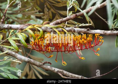 Mogo Australia, Grevillea robusta également connu sous le nom de chêne soyeux du sud ou de chêne de soie Banque D'Images