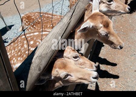 Mogo Australie, faire le cerf avec la tête à travers la clôture en bois au moment de l'alimentation Banque D'Images