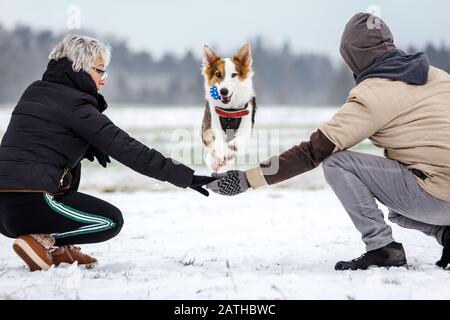 Le joli chien saute sur les bras d'un couple, amusant sur la marche en hiver avec de la neige Banque D'Images