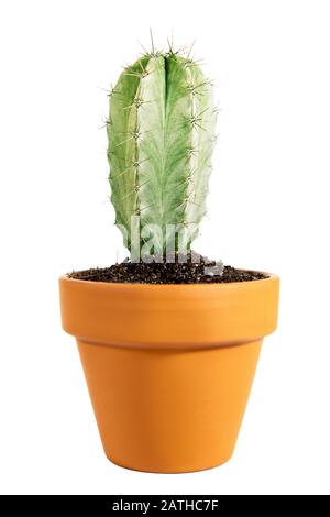 Cactus pilocereus potté miniature isolé sur fond blanc, plante de maison Banque D'Images