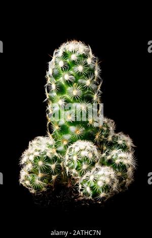 Cactus Mammillaria elongata ou cactus à dentelle dorée devant le fond noir, plante du désert Banque D'Images