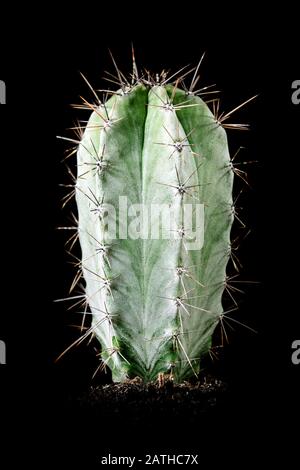 Cactus Pilosocereus pachycladus ou cactus d'arbre devant fond noir, plante du désert Banque D'Images