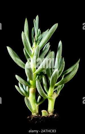 Succulent sérstylos Senecio ou bâtons bleus devant fond noir, plante du désert Banque D'Images