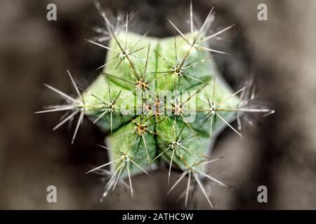 Topview du cactus Pilosocereus pachycladus ou cactus d'arbre, macro, fond brun Banque D'Images