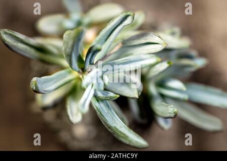 Topview de succent Senecio serstylos ou de bleu des bâtons, macro, fond brun Banque D'Images