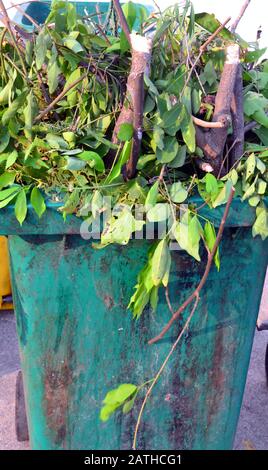 Un bac de recyclage vert complet, débordant de déchets de jardin sous forme de branches et de feuilles d'arbres coupés Banque D'Images